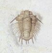 Bug X Acanthopyge Trilobite - Black Cat Mountain, Oklahoma #62929-2